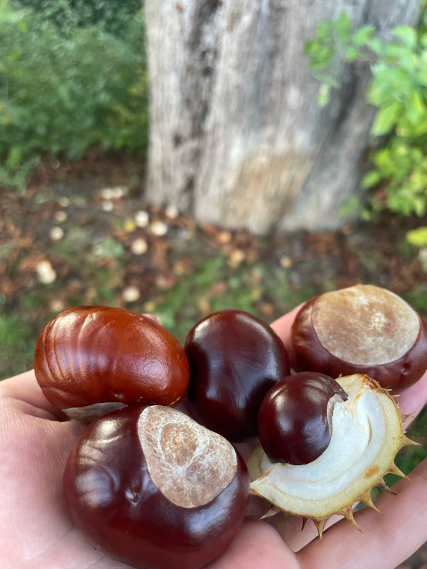 Eine Hand voll Kastanien Trinitatiskirche